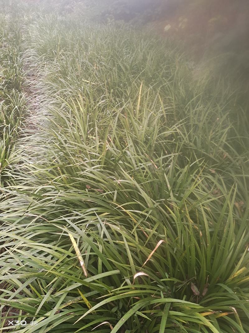 【精选】种植石菖蒲干货四川蓬溪发往全国可详谈可视频看