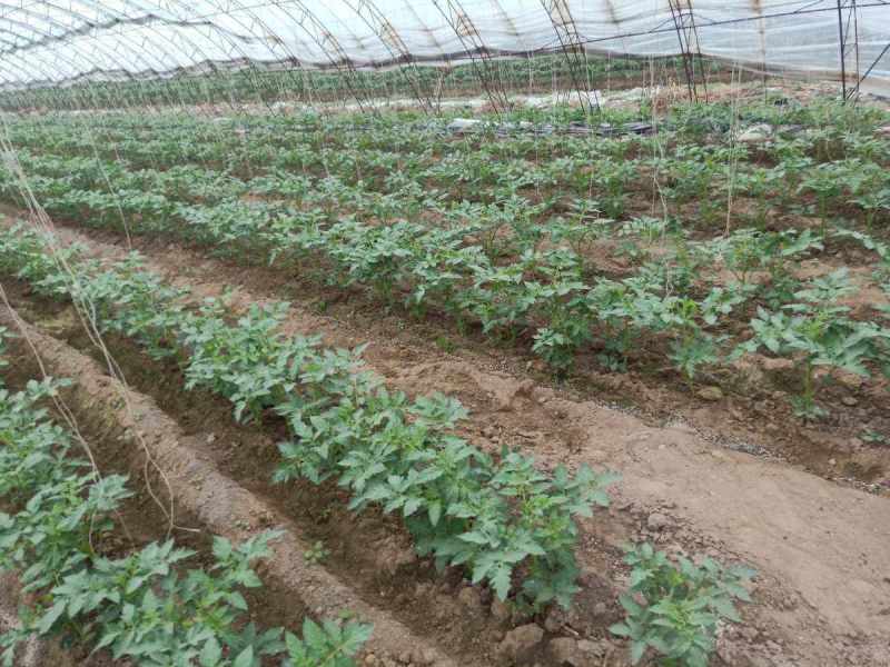 西红柿苗硬粉西红柿苗大红口感番茄苗嫁接实生苗现挖