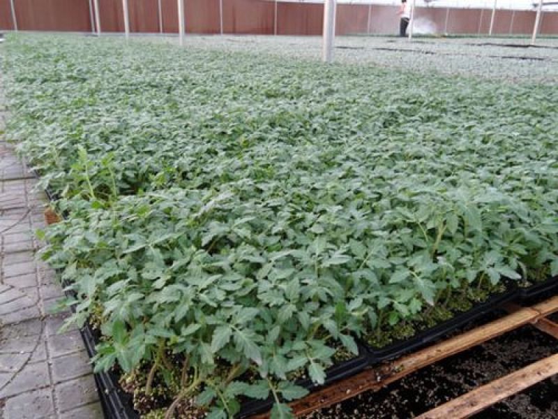 西红柿苗硬粉西红柿苗大红口感番茄苗嫁接实生苗现挖