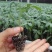 西红柿苗硬粉西红柿苗大红口感番茄苗嫁接实生苗现挖
