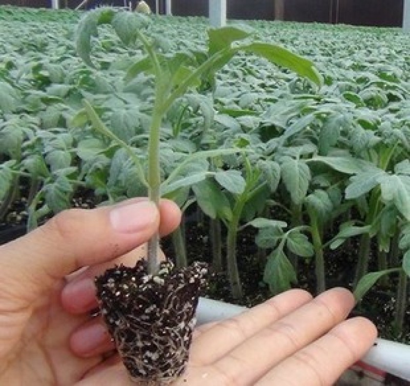 西红柿苗硬粉西红柿苗大红口感番茄苗嫁接实生苗现挖