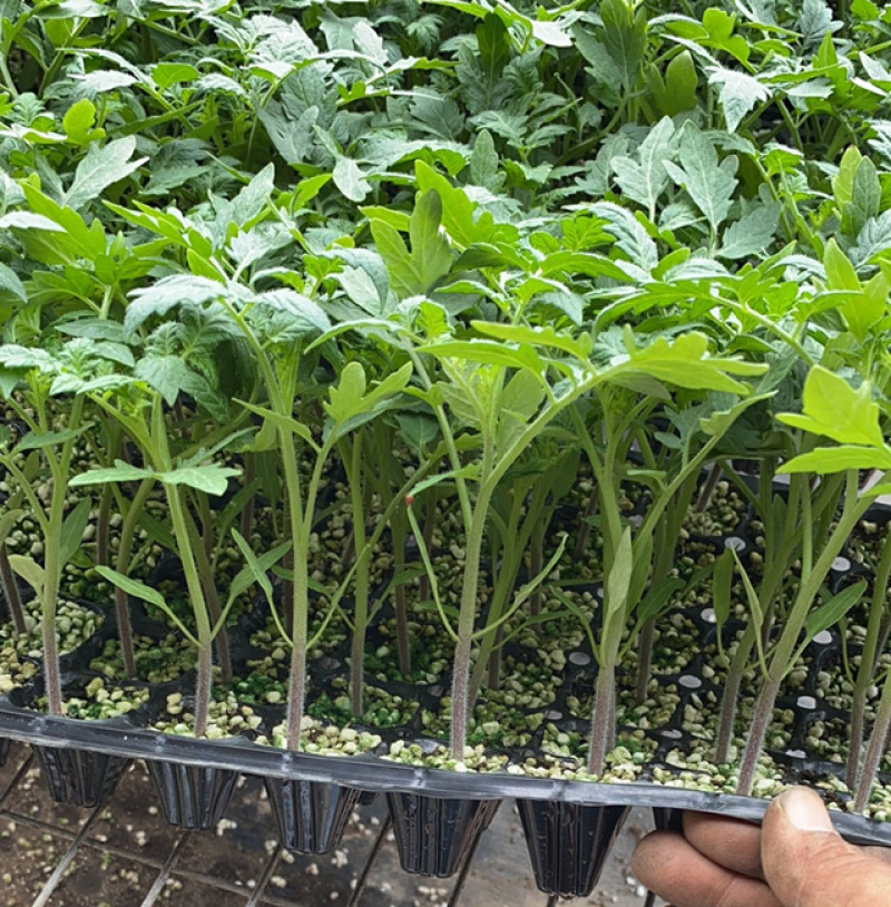 西红柿苗硬粉西红柿苗大红口感番茄苗嫁接实生苗现挖