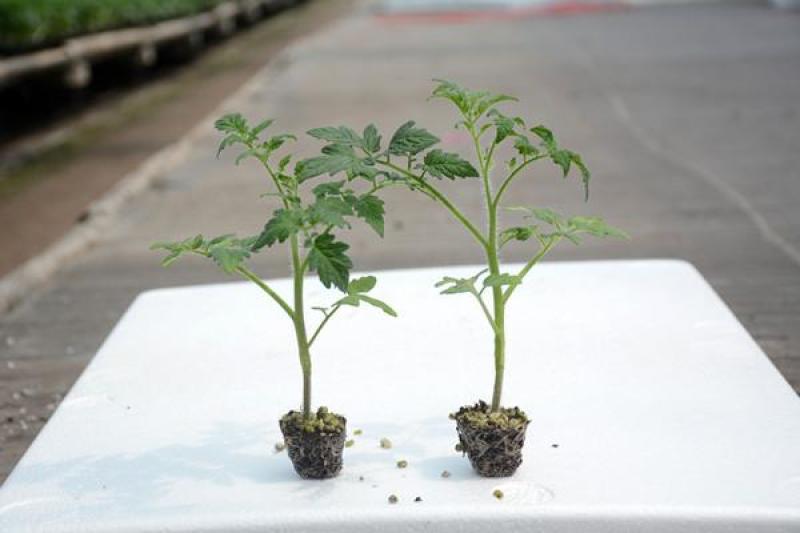 西红柿苗硬粉西红柿苗大红口感番茄苗嫁接实生苗现挖