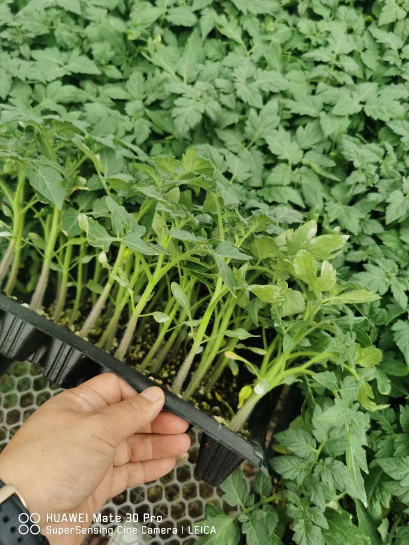 西红柿苗硬粉西红柿苗大红口感番茄苗嫁接实生苗现挖