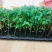 西红柿苗硬粉西红柿苗大红口感番茄苗嫁接实生苗现挖