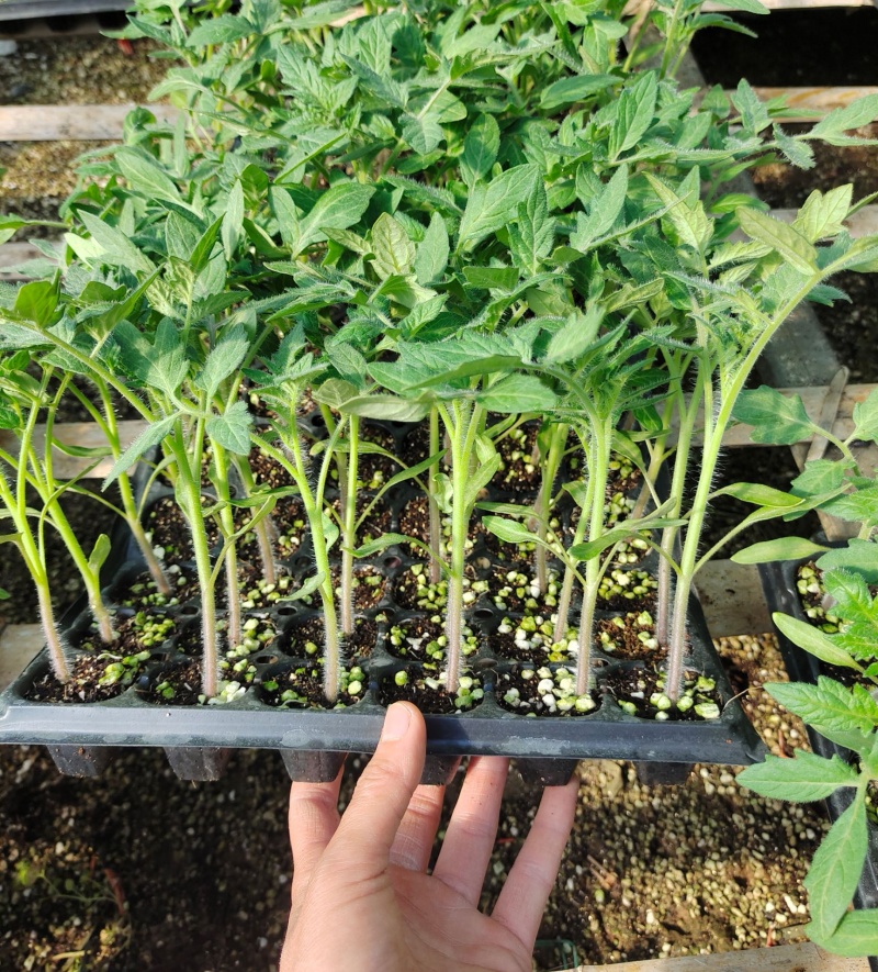 西红柿苗硬粉西红柿苗大红口感番茄苗嫁接实生苗现挖