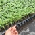 西红柿苗硬粉西红柿苗大红口感番茄苗嫁接实生苗现挖