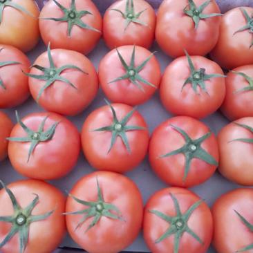 新鲜采摘粉红西红柿，原产地直发。