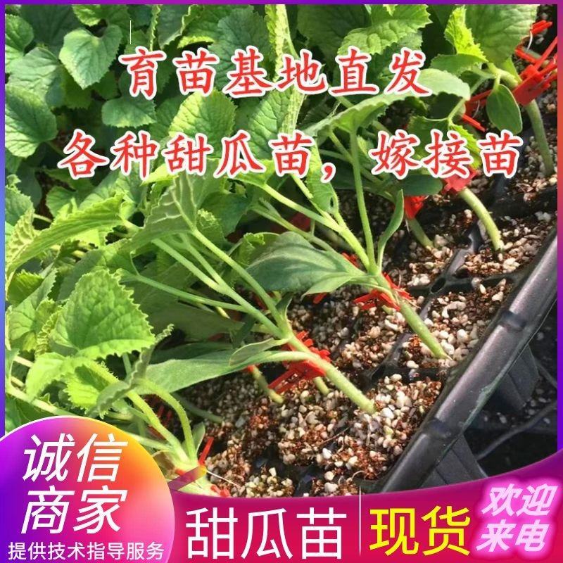 《羊角蜜甜瓜苗》现挖现发安徽宿州各规格齐全包成活率