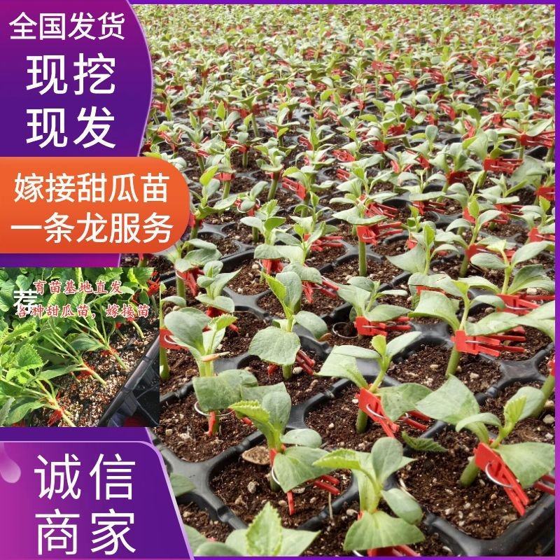 《基地现挖》绿宝甜瓜苗安徽宿州育苗基地直供放心苗