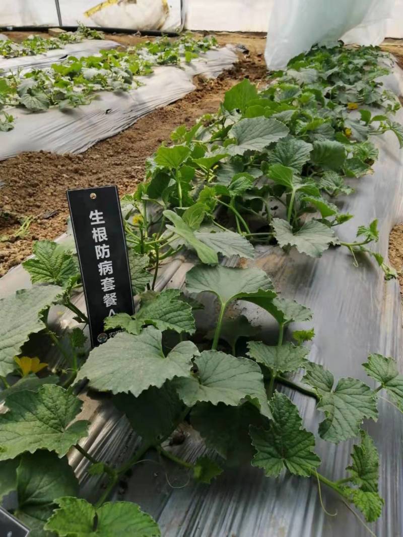 《基地现挖》绿宝甜瓜苗安徽宿州育苗基地直供放心苗