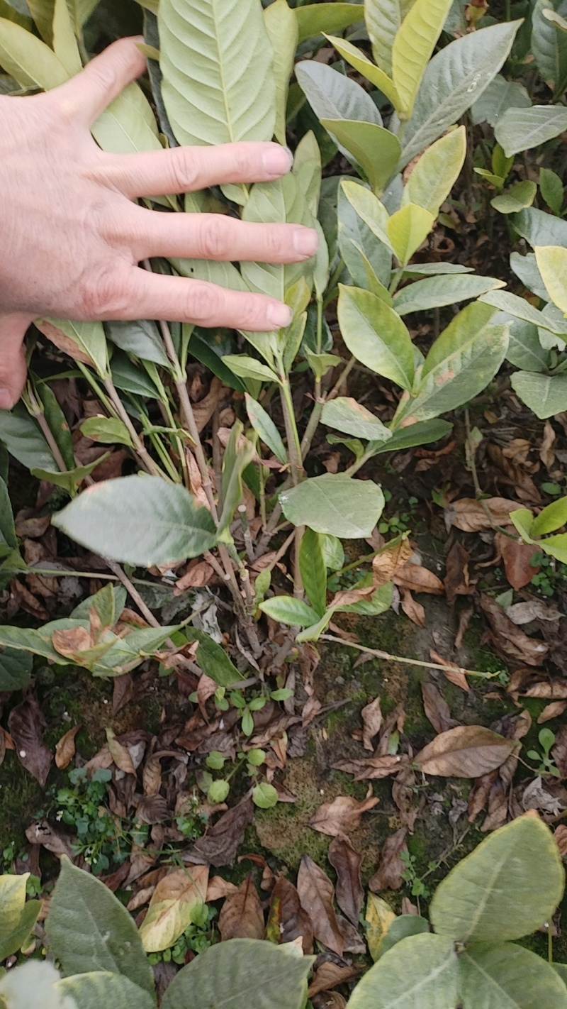 栀子花，大叶栀子花，小叶栀子花