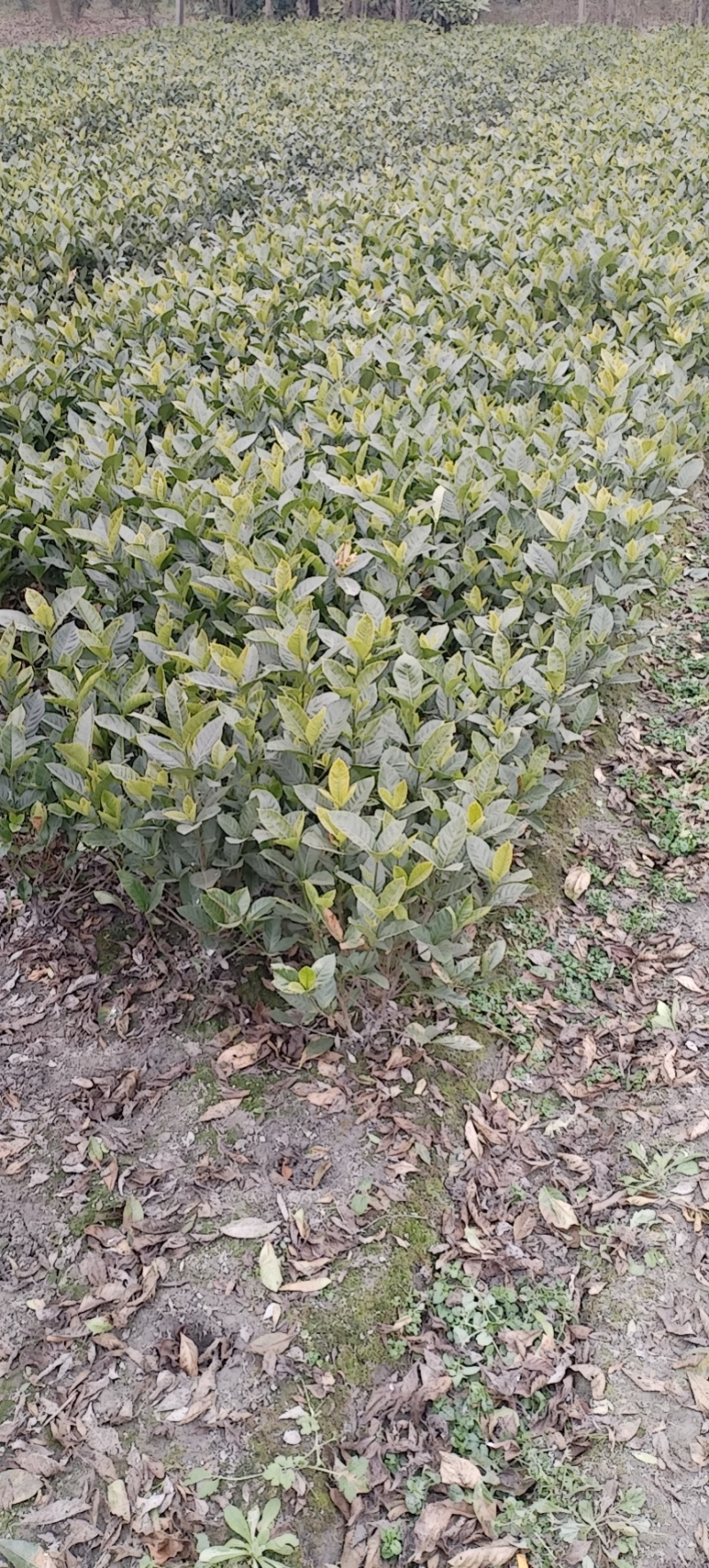 栀子花，大叶栀子花，小叶栀子花