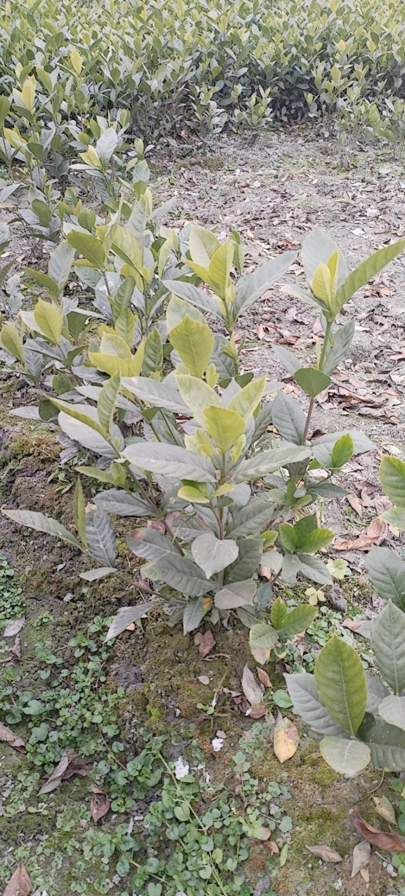 栀子花，大叶栀子花，小叶栀子花