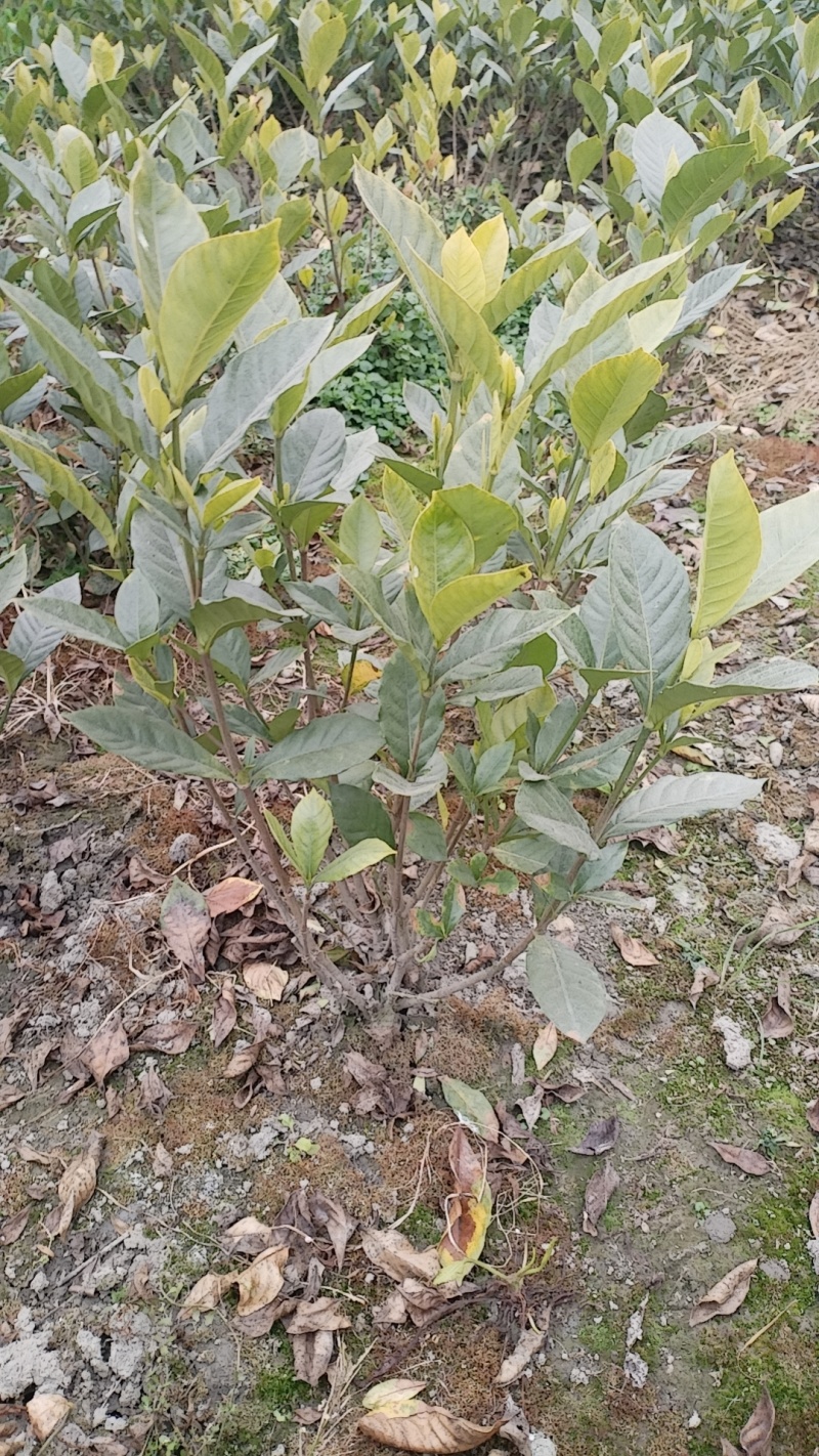 栀子花，大叶栀子花，小叶栀子花