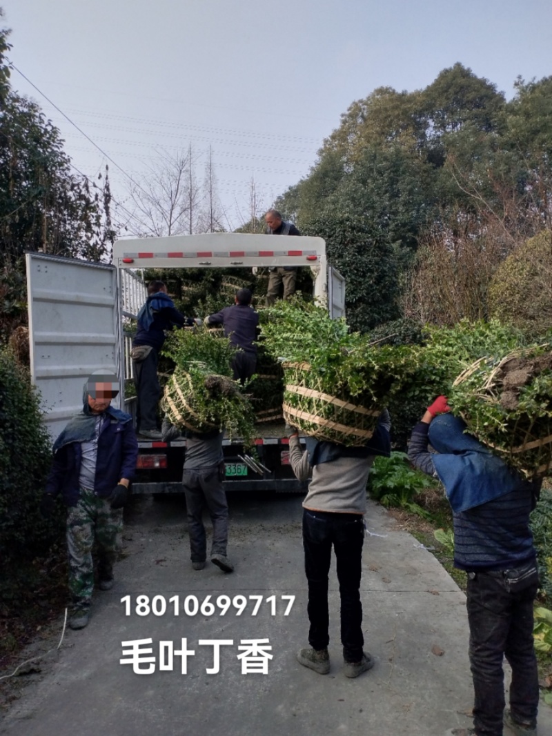 栀子花，大叶栀子花，小叶栀子花