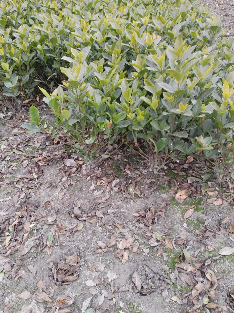 栀子花，大叶栀子花，小叶栀子花
