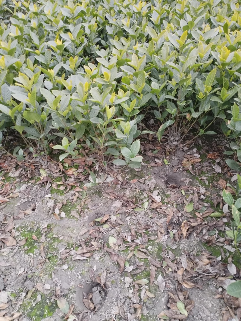 栀子花，大叶栀子花，小叶栀子花