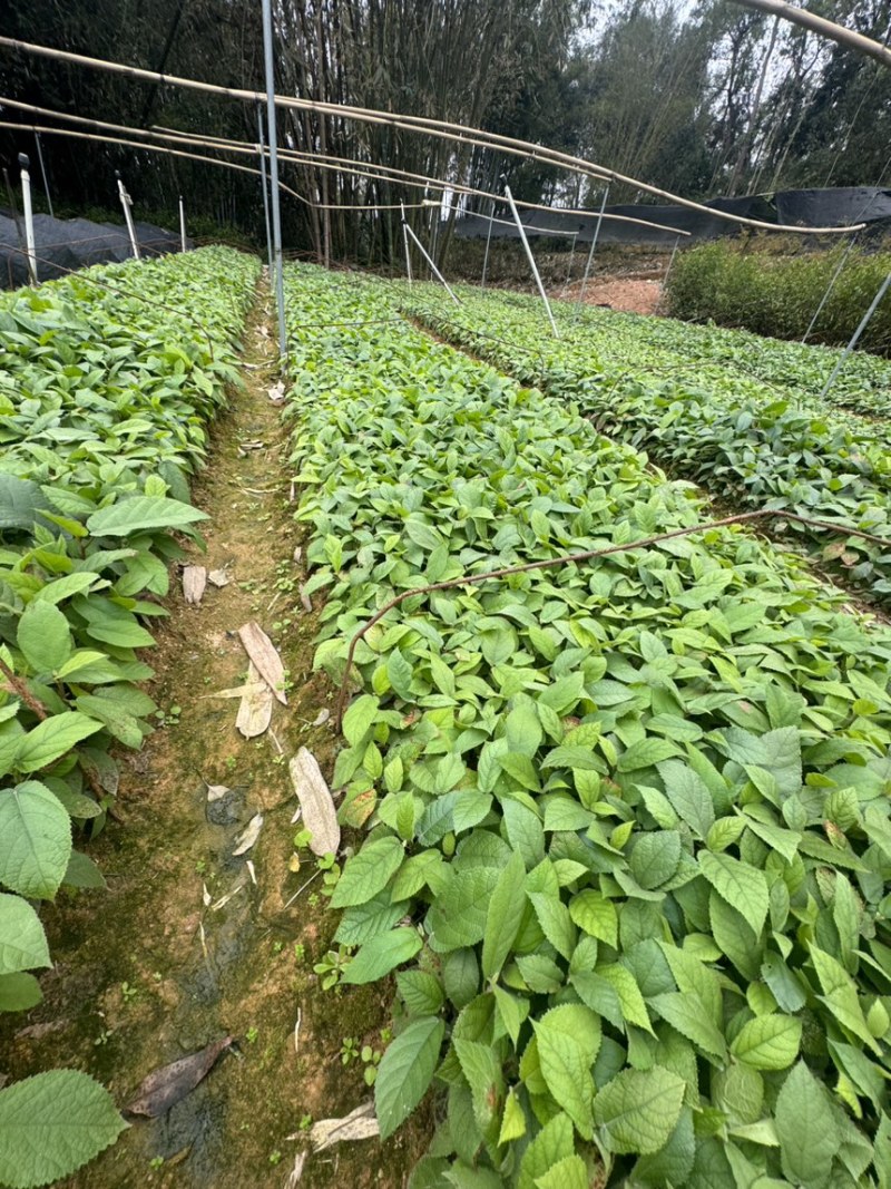 五指毛桃苗根系好成活率高