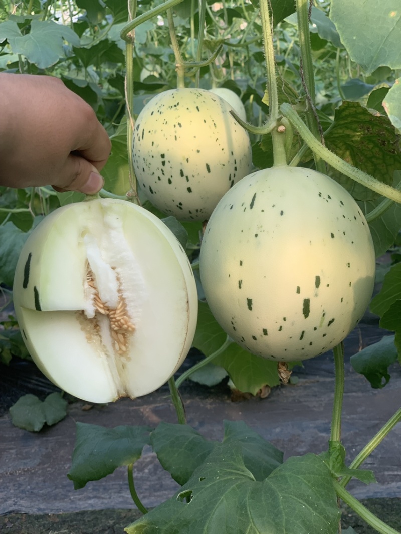 蜜露甜瓜苗流星甜瓜苗，梦露甜瓜苗