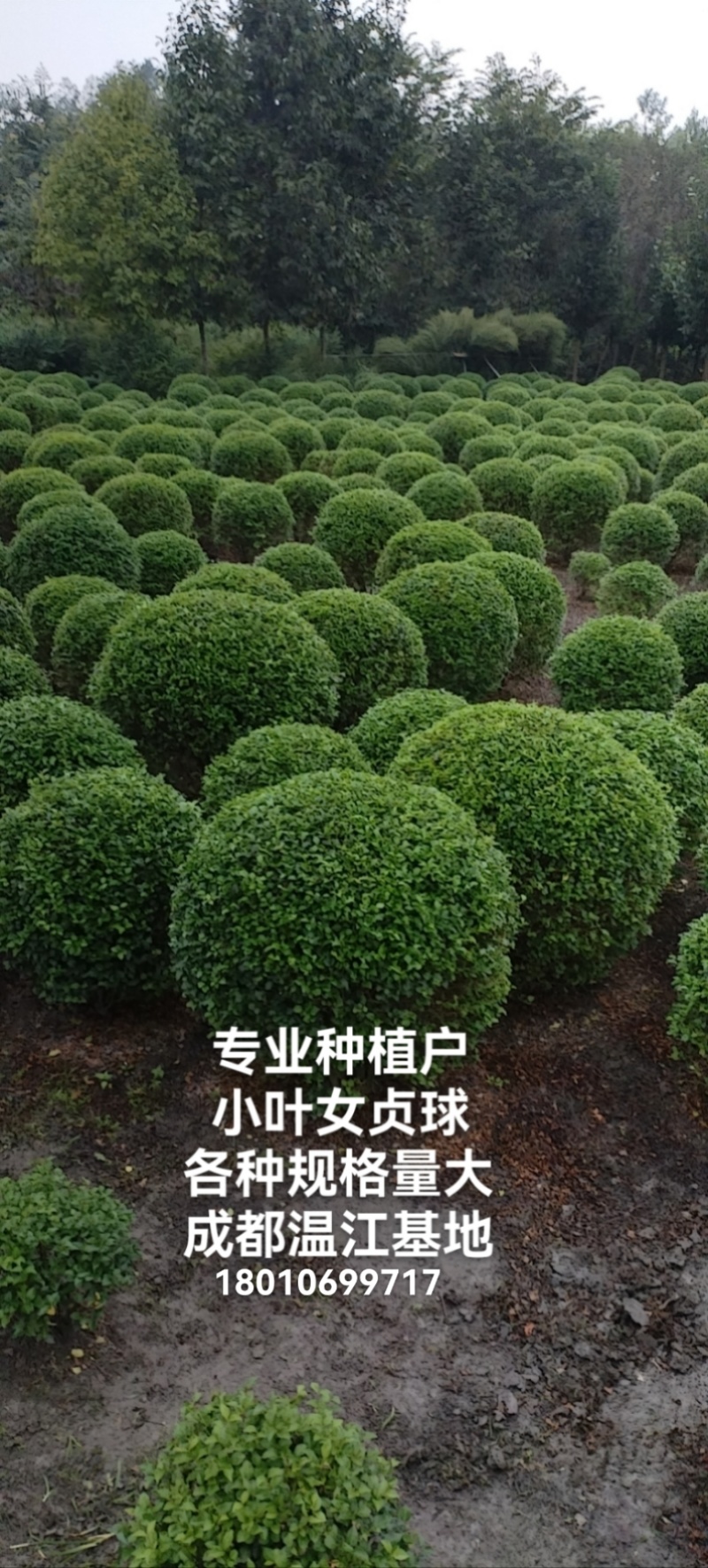 小叶女贞球，成都蜀锦园艺场小叶女贞球，女贞球
