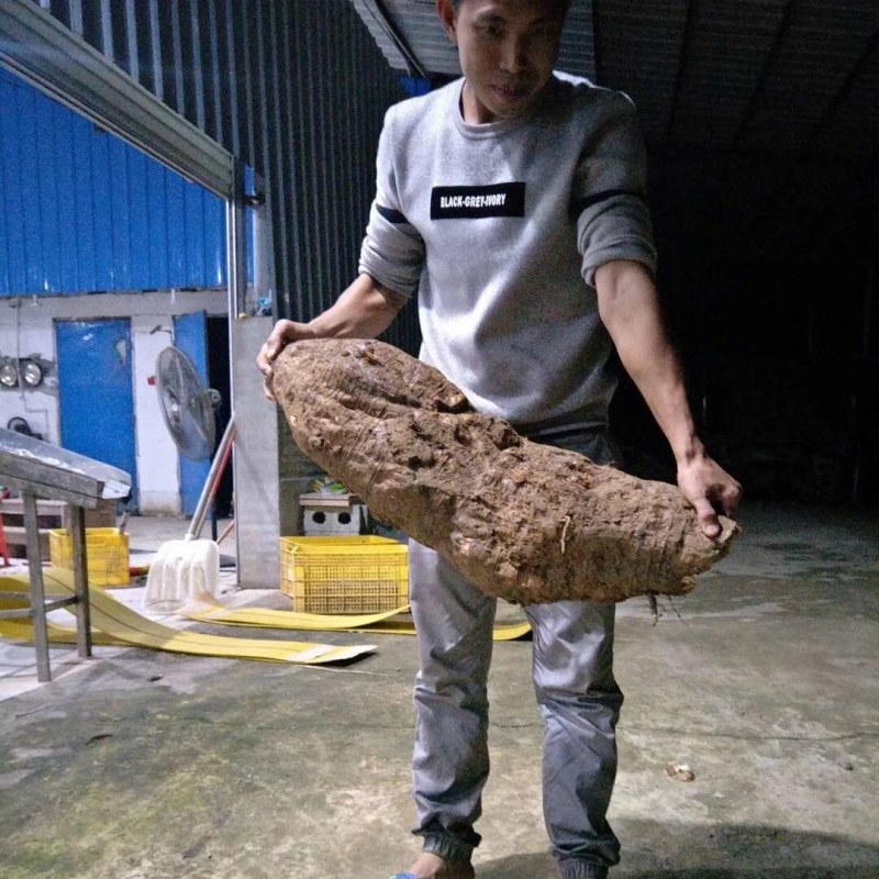 广西葛根品质保证诚信经营欢迎联系接商超市场电商