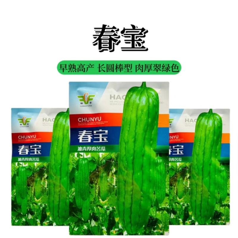 刚丰春宝油青厚肉苦瓜种子大肉大果型不苦苦瓜种子