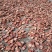 鸡血藤