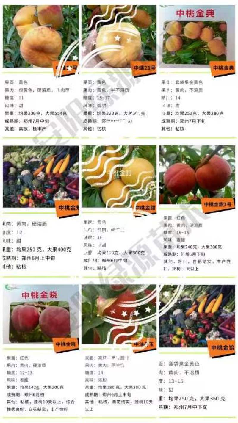 新品种桃树苗，