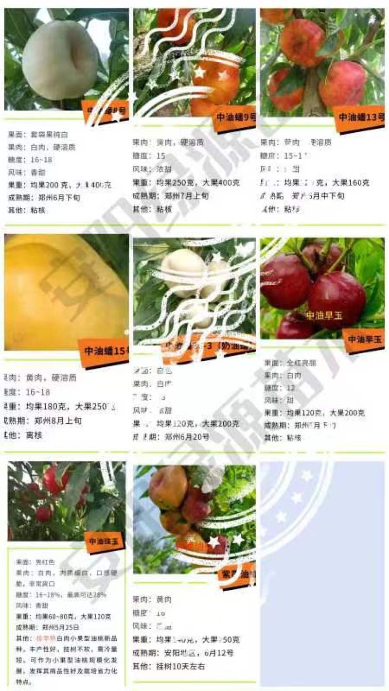 新品种桃树苗，