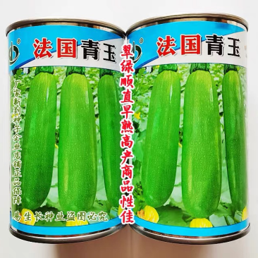 法国青玉西葫芦种子绿皮油亮高产春秋早熟顺直