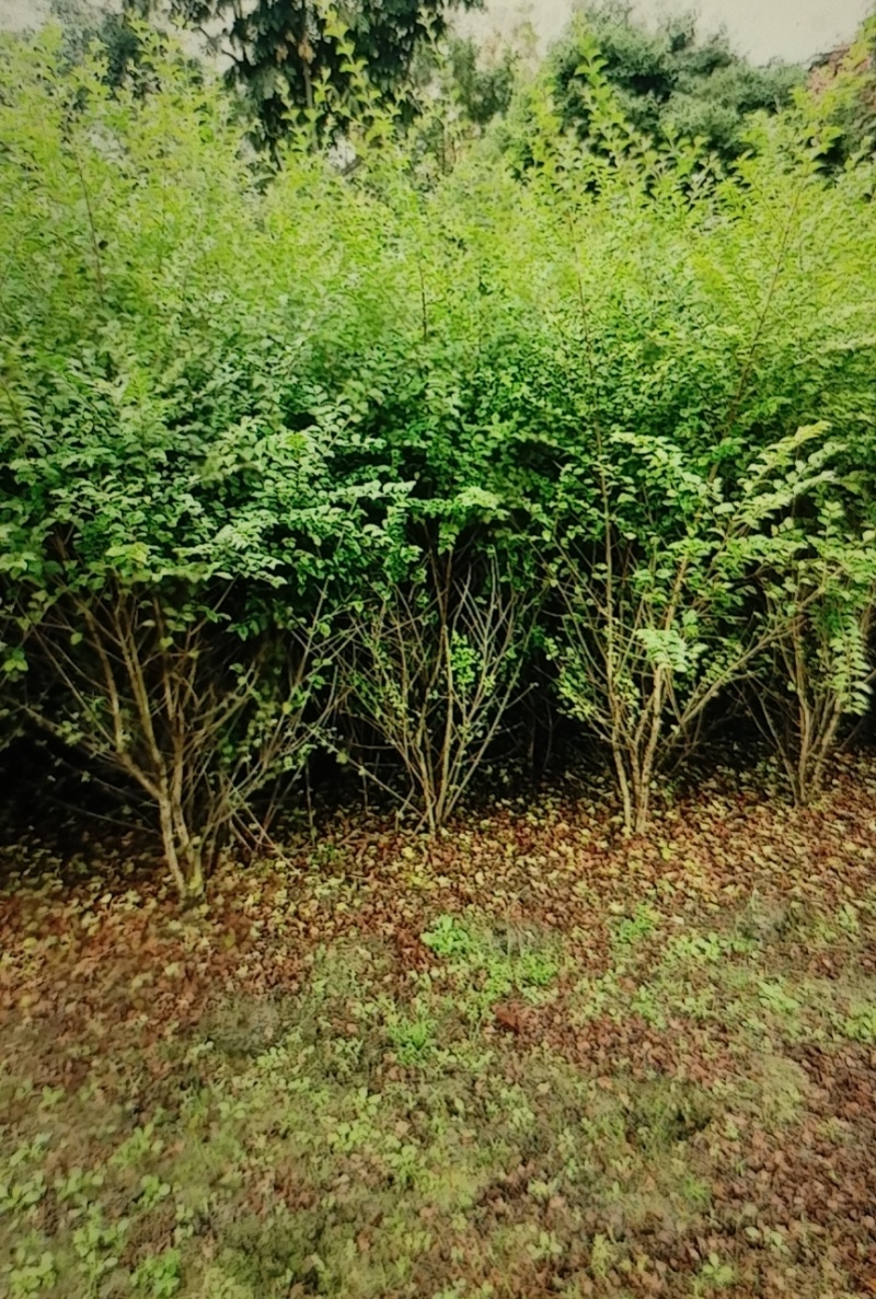 毛叶丁香绿篱，毛叶丁香毛球，毛叶丁香笼子，毛叶丁香球