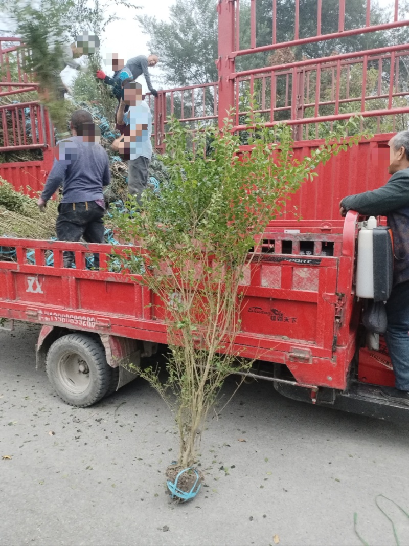 毛叶丁香绿篱，毛叶丁香毛球，毛叶丁香笼子，毛叶丁香球