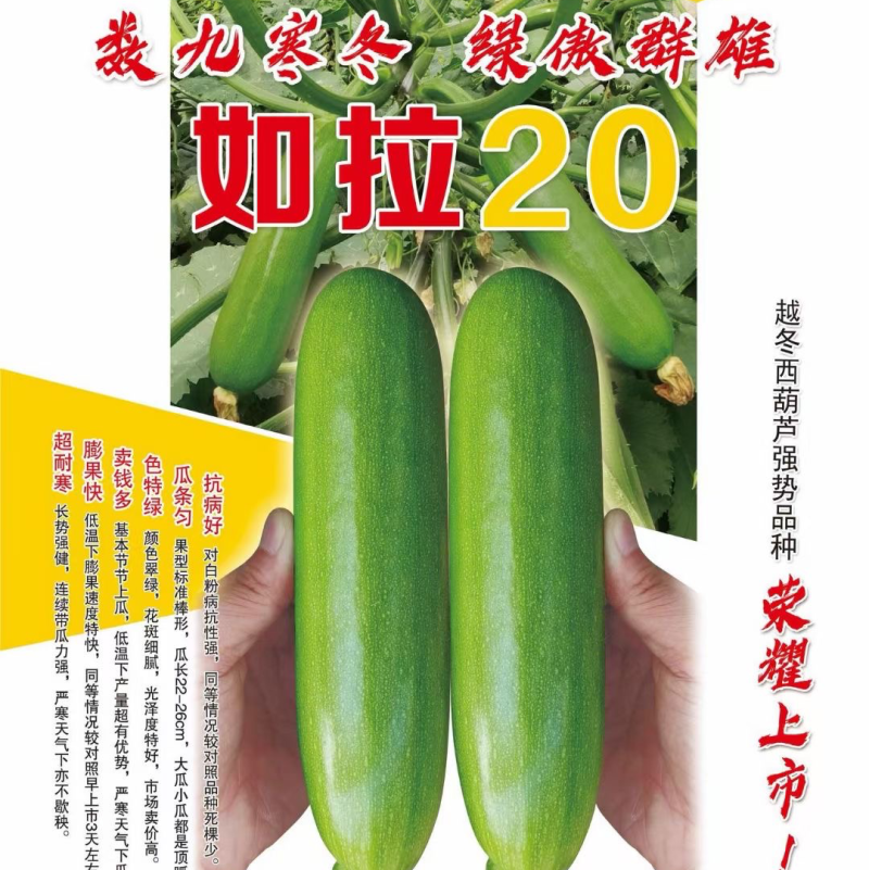 绿亨如拉20西葫芦种子越冬栽培油绿耐低温占瓜种子