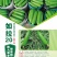 绿亨如拉20西葫芦种子越冬栽培油绿耐低温占瓜种子