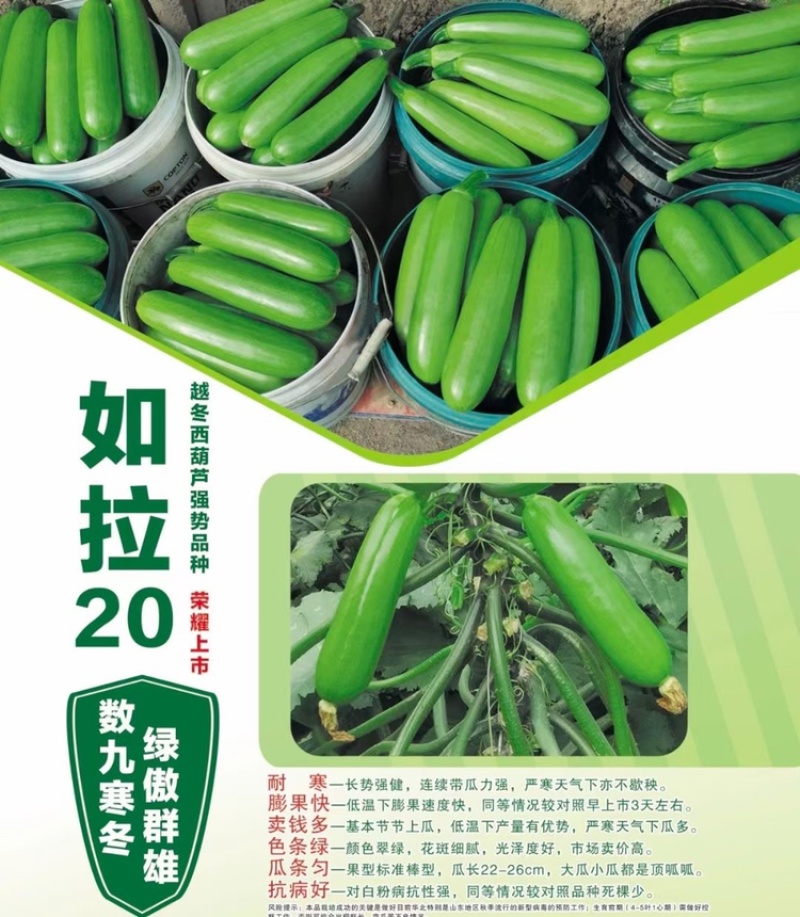 绿亨如拉20西葫芦种子越冬栽培油绿耐低温占瓜种子