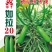 绿亨如拉20西葫芦种子越冬栽培油绿耐低温占瓜种子