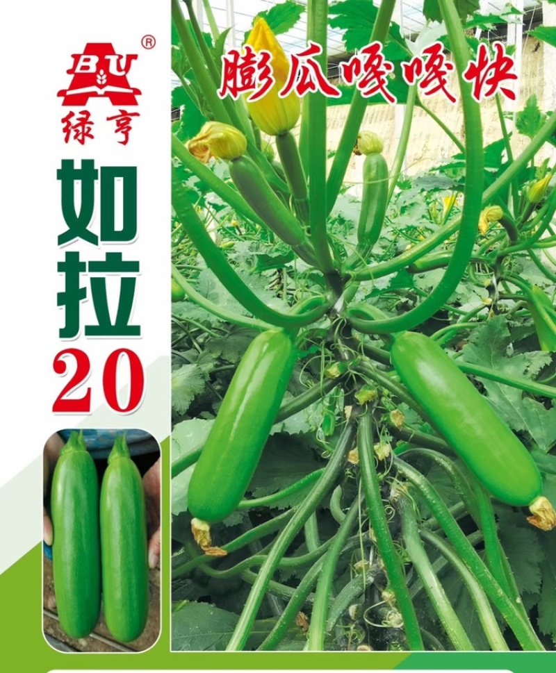 绿亨如拉20西葫芦种子越冬栽培油绿耐低温占瓜种子
