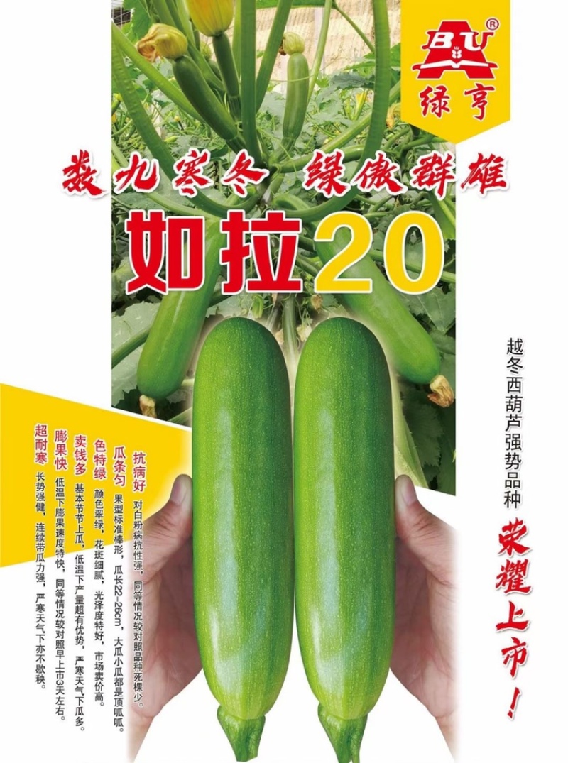 绿亨如拉20西葫芦种子越冬栽培油绿耐低温占瓜种子