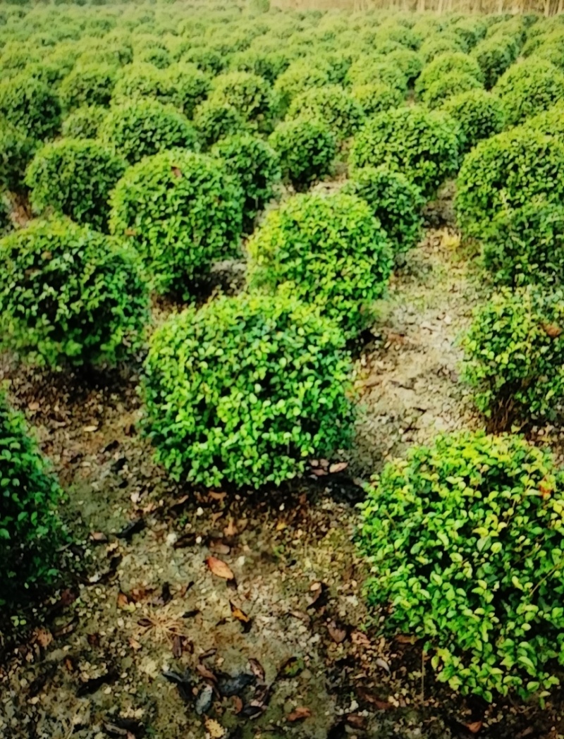 毛叶丁香球，成都蜀锦园艺丁香球，毛丁香球，紫丁香球，丁香