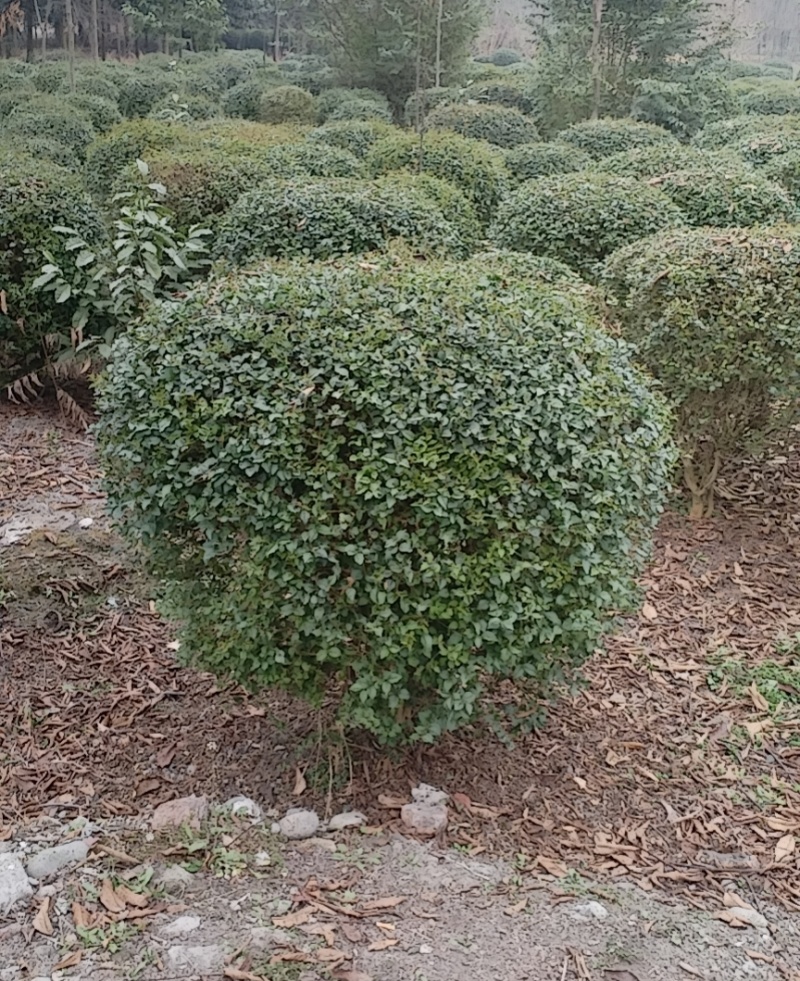 毛叶丁香球，成都蜀锦园艺丁香球，毛丁香球，紫丁香球，丁香