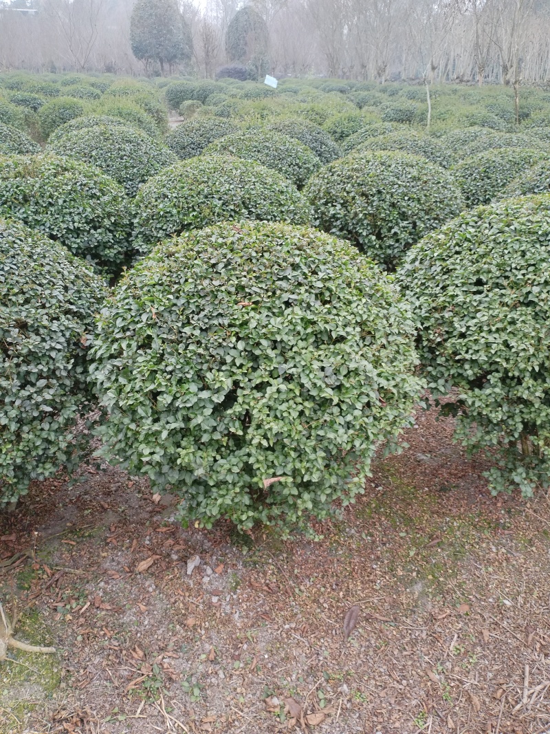 毛叶丁香球，成都蜀锦园艺丁香球，毛丁香球，紫丁香球，丁香