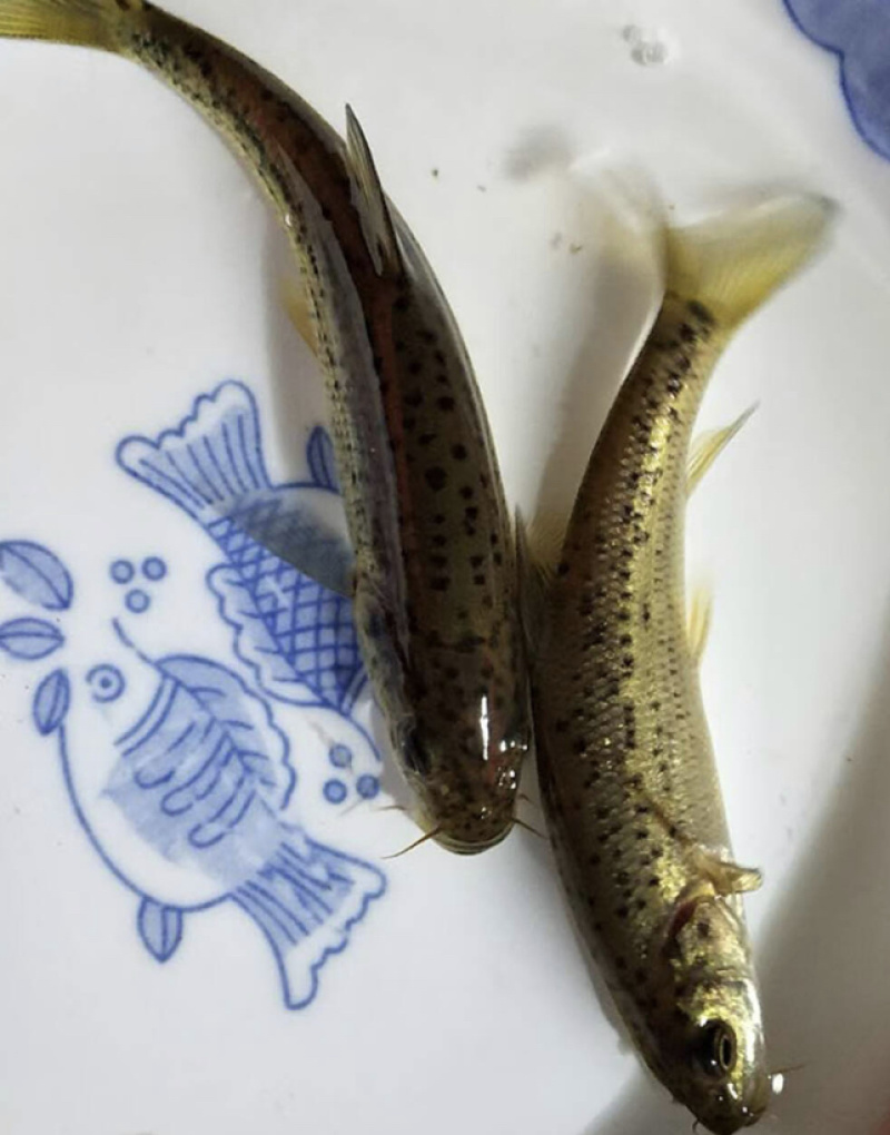 金莎鲈鲤鱼苗鲈鲤大花鱼豹纹花鱼苗原生猛老虎鱼淡水养