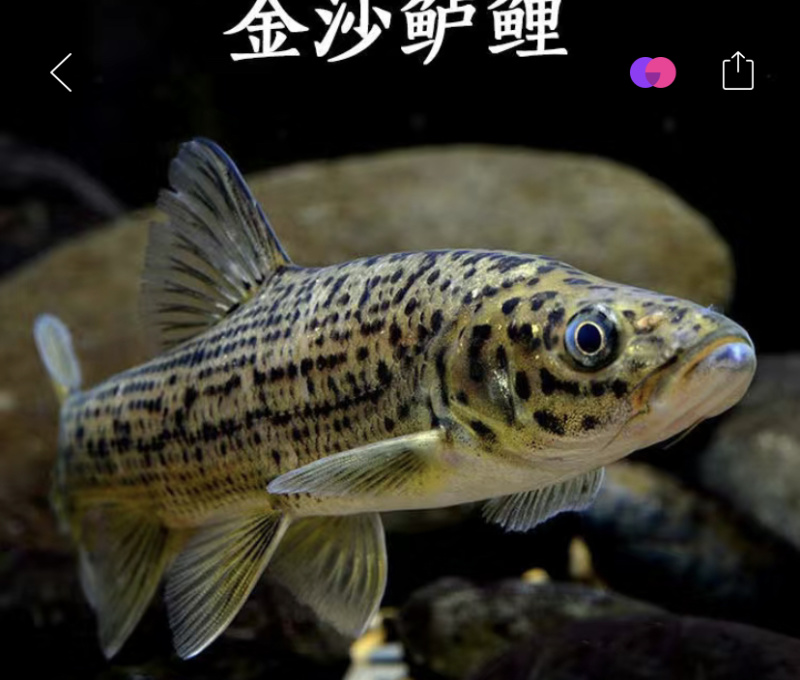金莎鲈鲤鱼苗鲈鲤大花鱼豹纹花鱼苗原生猛老虎鱼淡水养