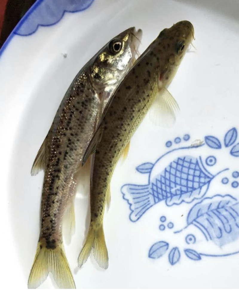金莎鲈鲤鱼苗鲈鲤大花鱼豹纹花鱼苗原生猛老虎鱼淡水养