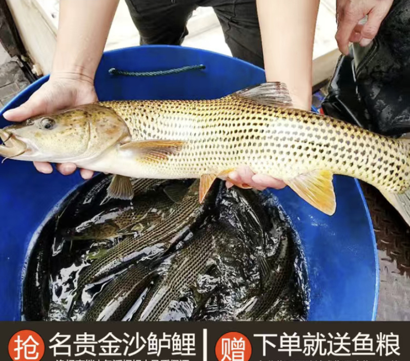金莎鲈鲤鱼苗鲈鲤大花鱼豹纹花鱼苗原生猛老虎鱼淡水养