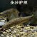 金莎鲈鲤鱼苗鲈鲤大花鱼豹纹花鱼苗原生猛老虎鱼淡水养
