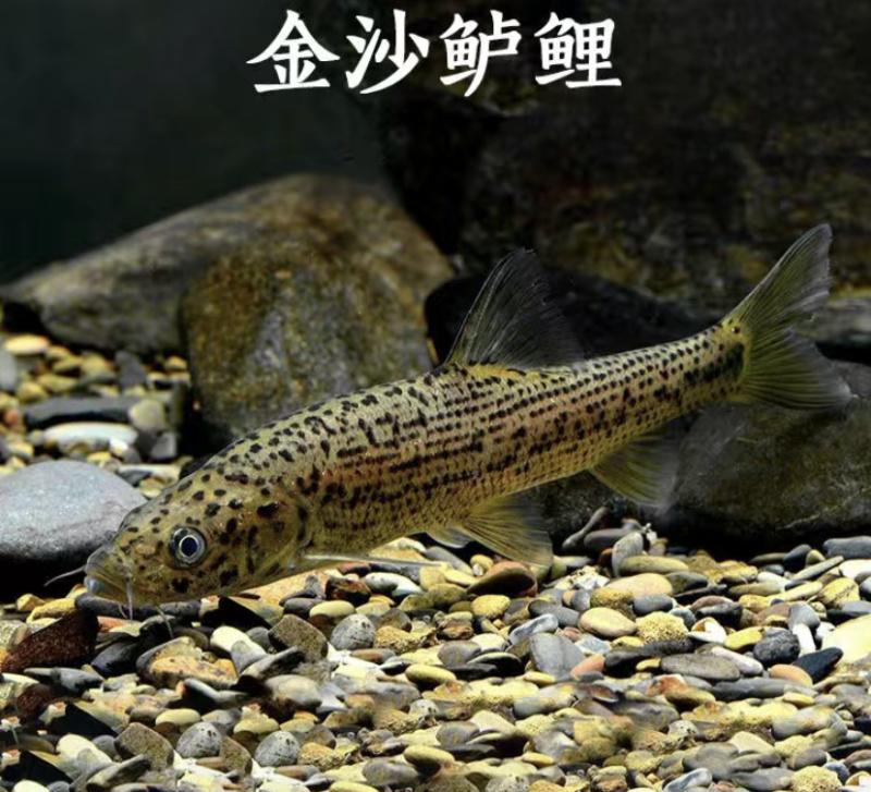 金莎鲈鲤鱼苗鲈鲤大花鱼豹纹花鱼苗原生猛老虎鱼淡水养