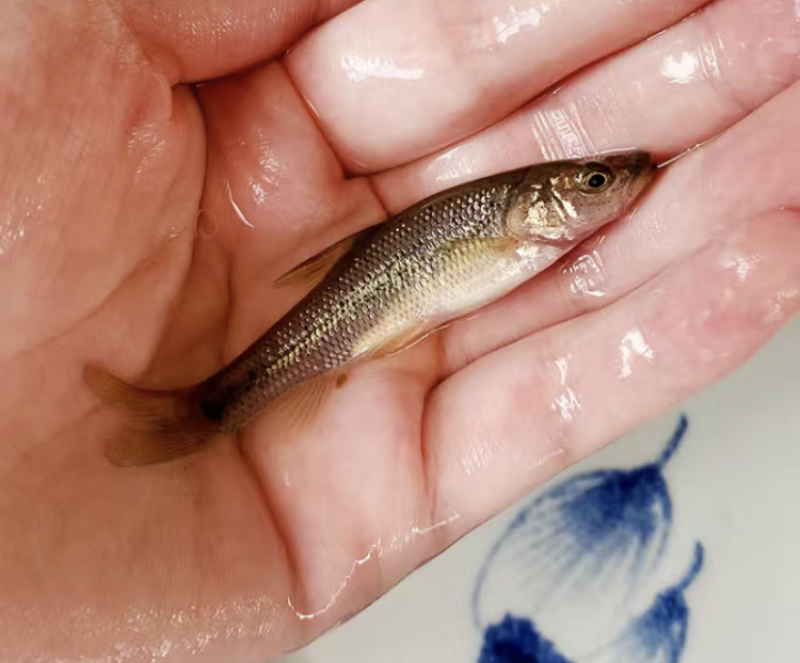 金莎鲈鲤鱼苗鲈鲤大花鱼豹纹花鱼苗原生猛老虎鱼淡水养