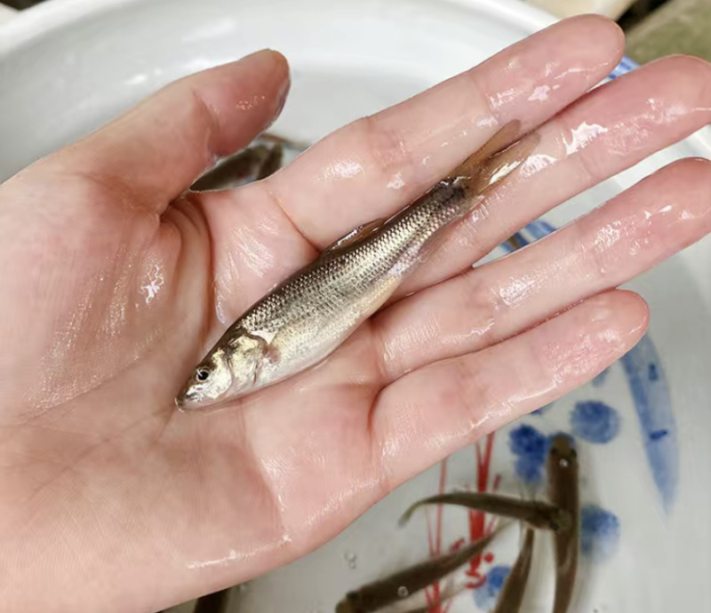 金莎鲈鲤鱼苗鲈鲤大花鱼豹纹花鱼苗原生猛老虎鱼淡水养